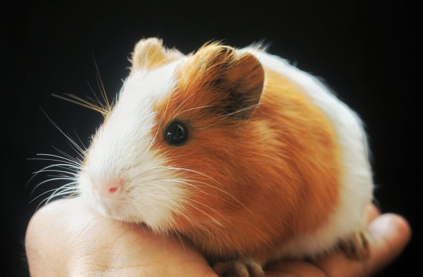 Is owing guinea pig a CRIME in Switzerland?
