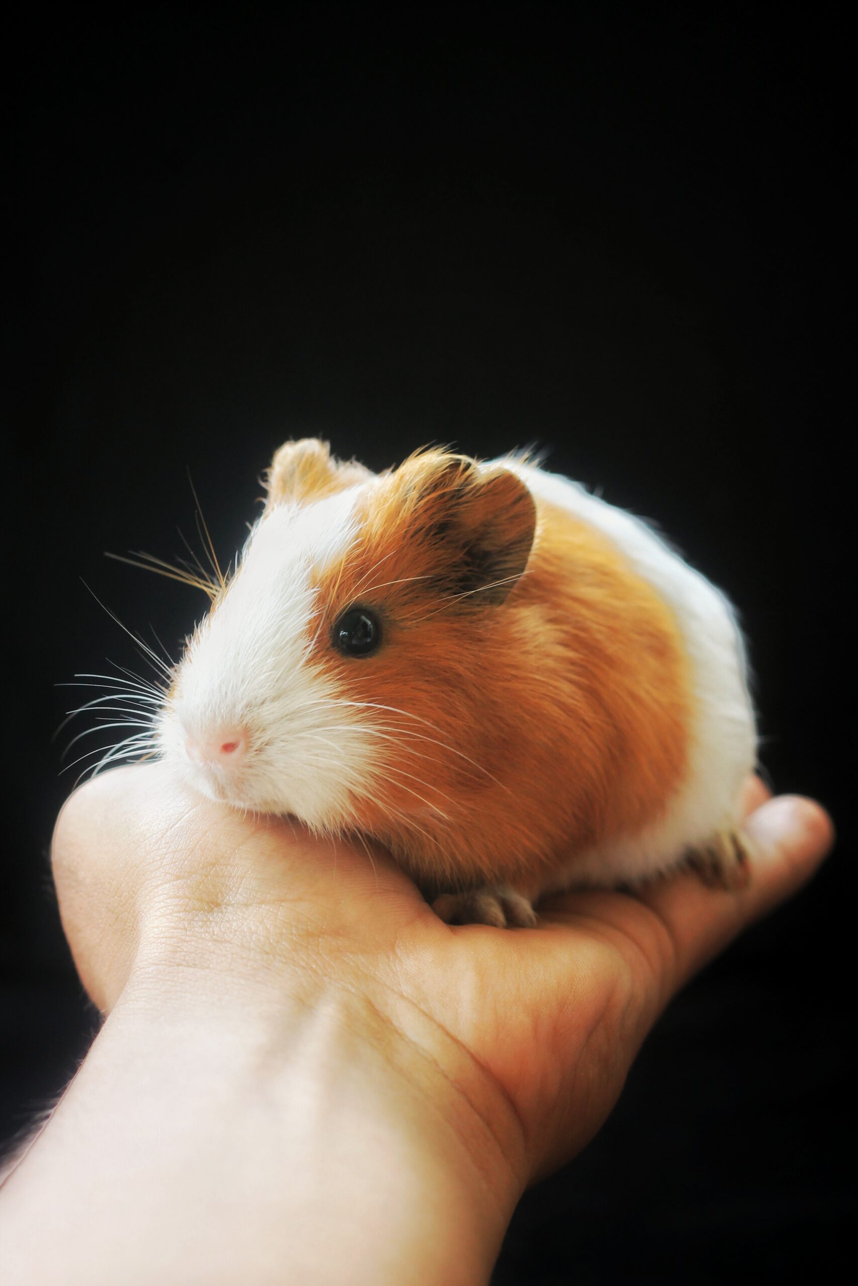 buzzotopia-funfacts-guineapig-switzerland